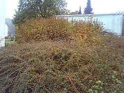 Gartenarbeiten