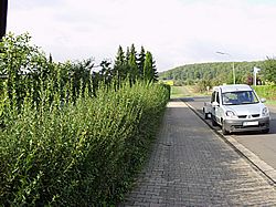 Gartenarbeiten