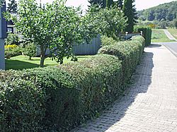 Gartenarbeiten